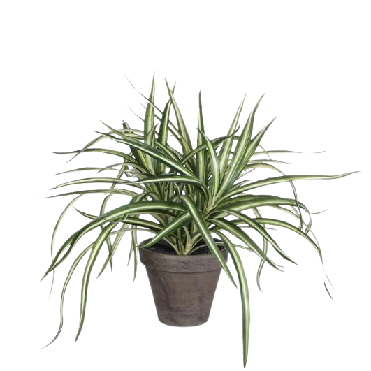 Selected by | Dracaena in pot 40cm