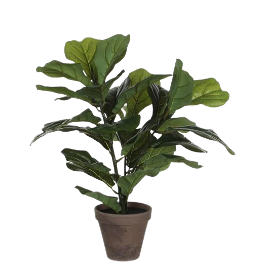Selected by | Ficus Lyrata in pot 45cm